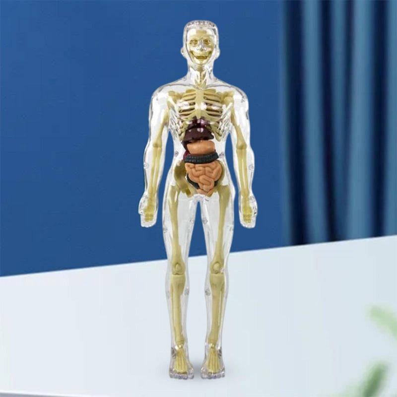 3d Human Body Torso Model for Kid Anatomy Model Skeleton