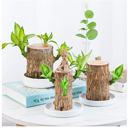 Wordudiy Brazilwood Hydroponic Plants Groot Lucky Wood Potted