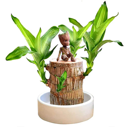 Wordudiy Brazilwood Hydroponic Plants Groot Lucky Wood Potted