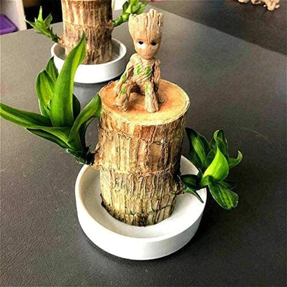 Wordudiy Brazilwood Hydroponic Plants Groot Lucky Wood Potted