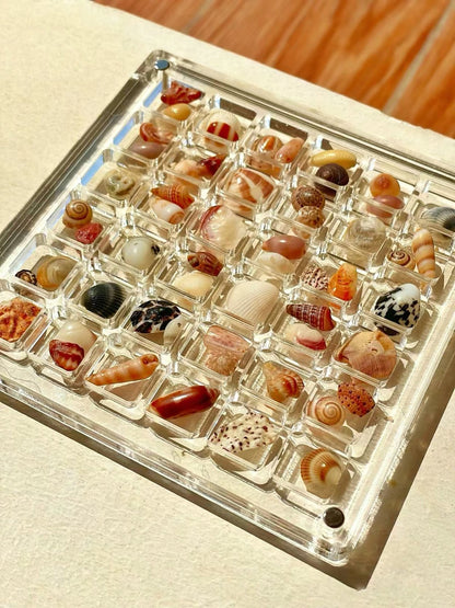 Acrylic Magnetic Seashell Display Box