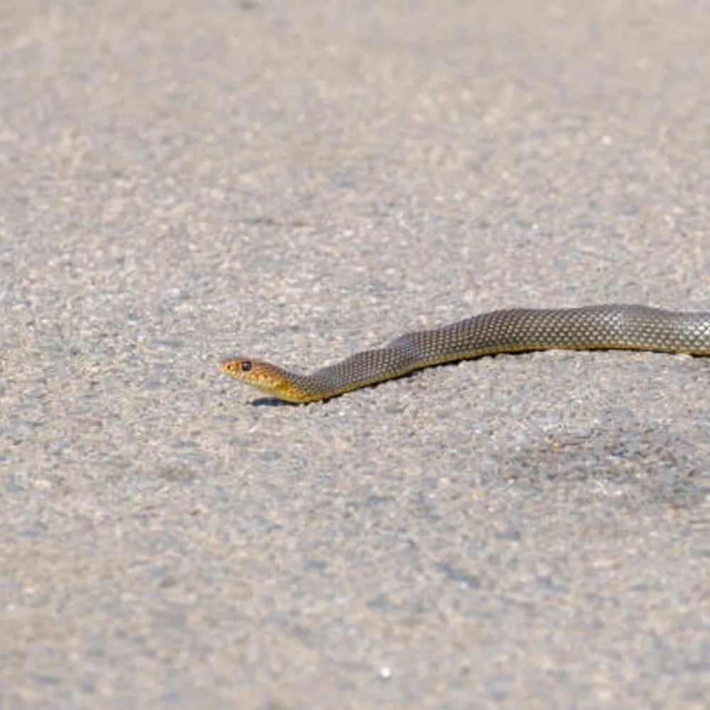 😈Golf Snake Prank with String and Clip🐍