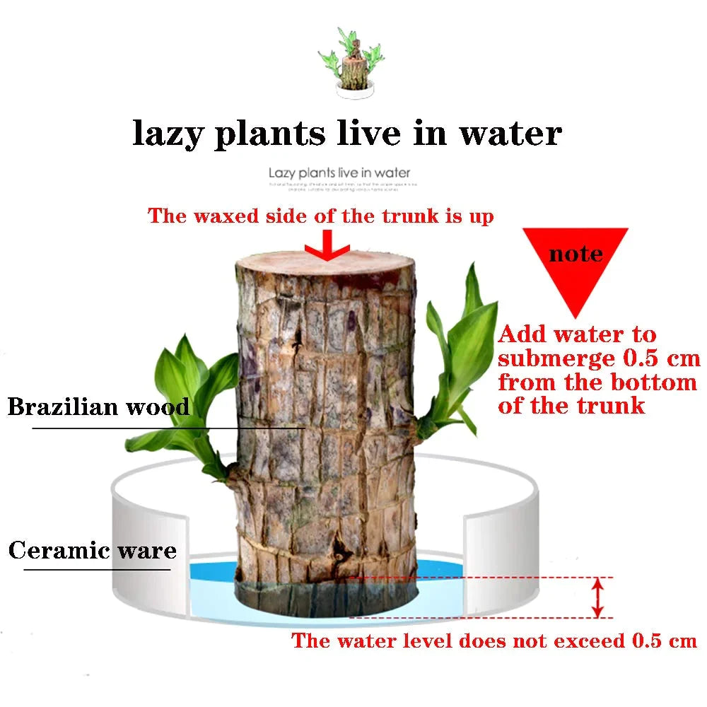 Wordudiy Brazilwood Hydroponic Plants Groot Lucky Wood Potted