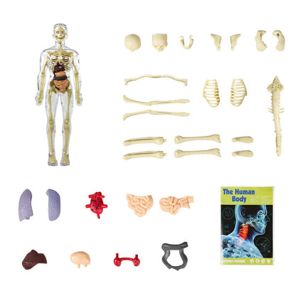 3d Human Body Torso Model for Kid Anatomy Model Skeleton