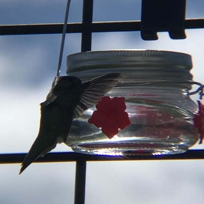 Beautiful Mason Jar Hummingbird Feeder W/Three Ports