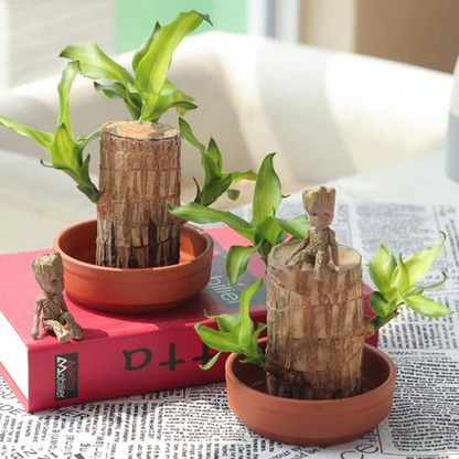 Brazilwood Hydroponic Plants Groot Lucky Wood Potted