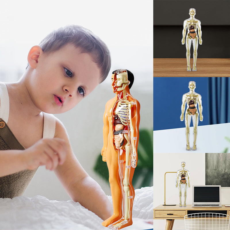 3d Human Body Torso Model for Kid Anatomy Model Skeleton