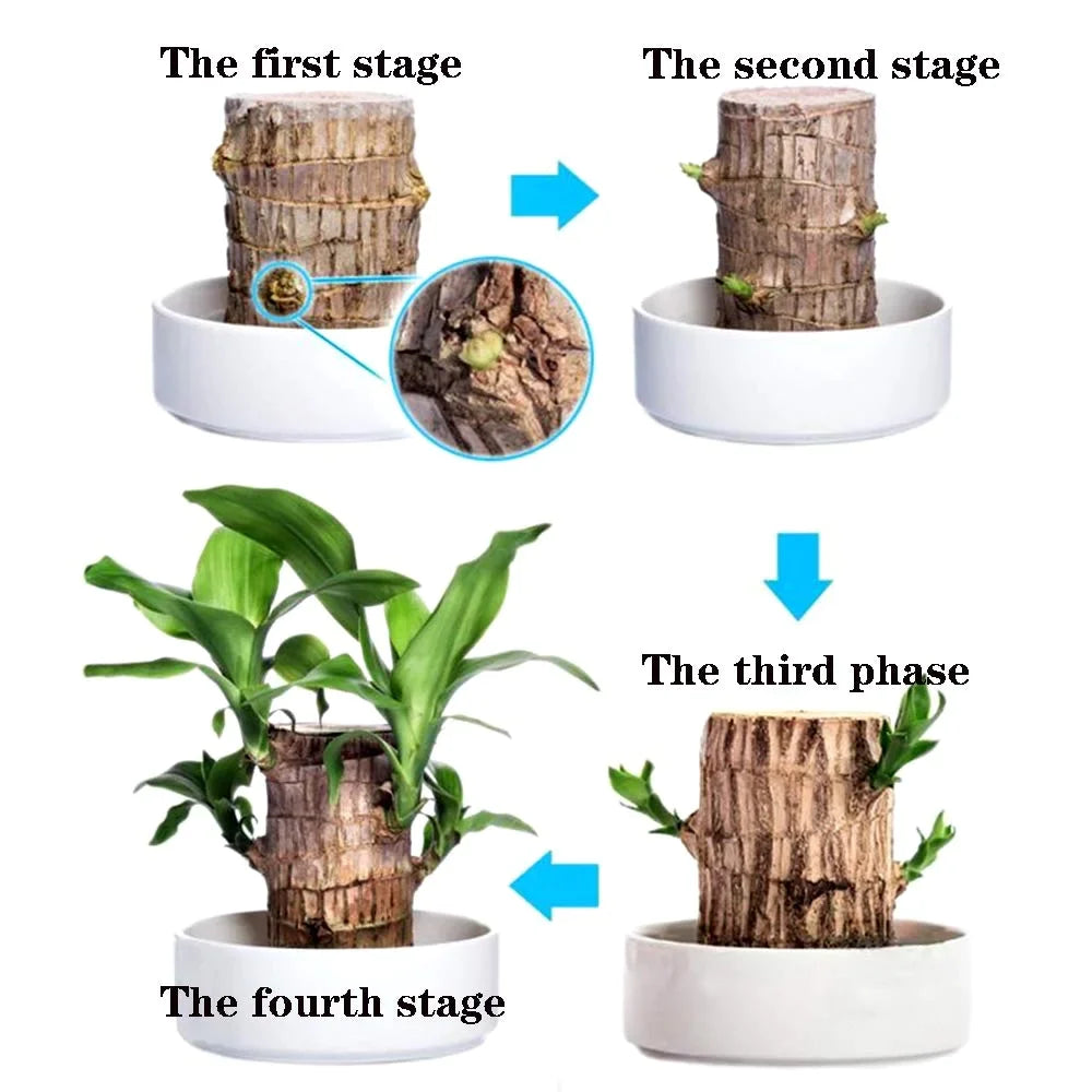 Wordudiy Brazilwood Hydroponic Plants Groot Lucky Wood Potted