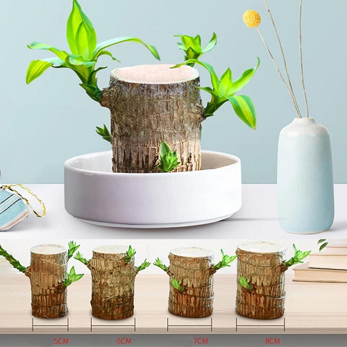 Wordudiy Brazilwood Hydroponic Plants Groot Lucky Wood Potted