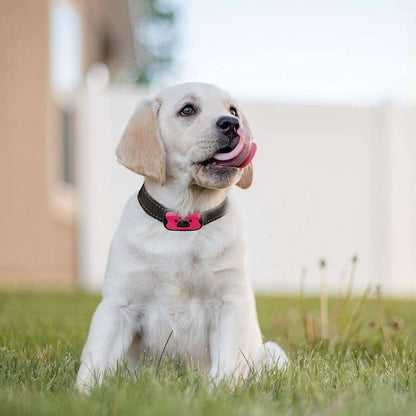 🔥Anti-Bark Collar