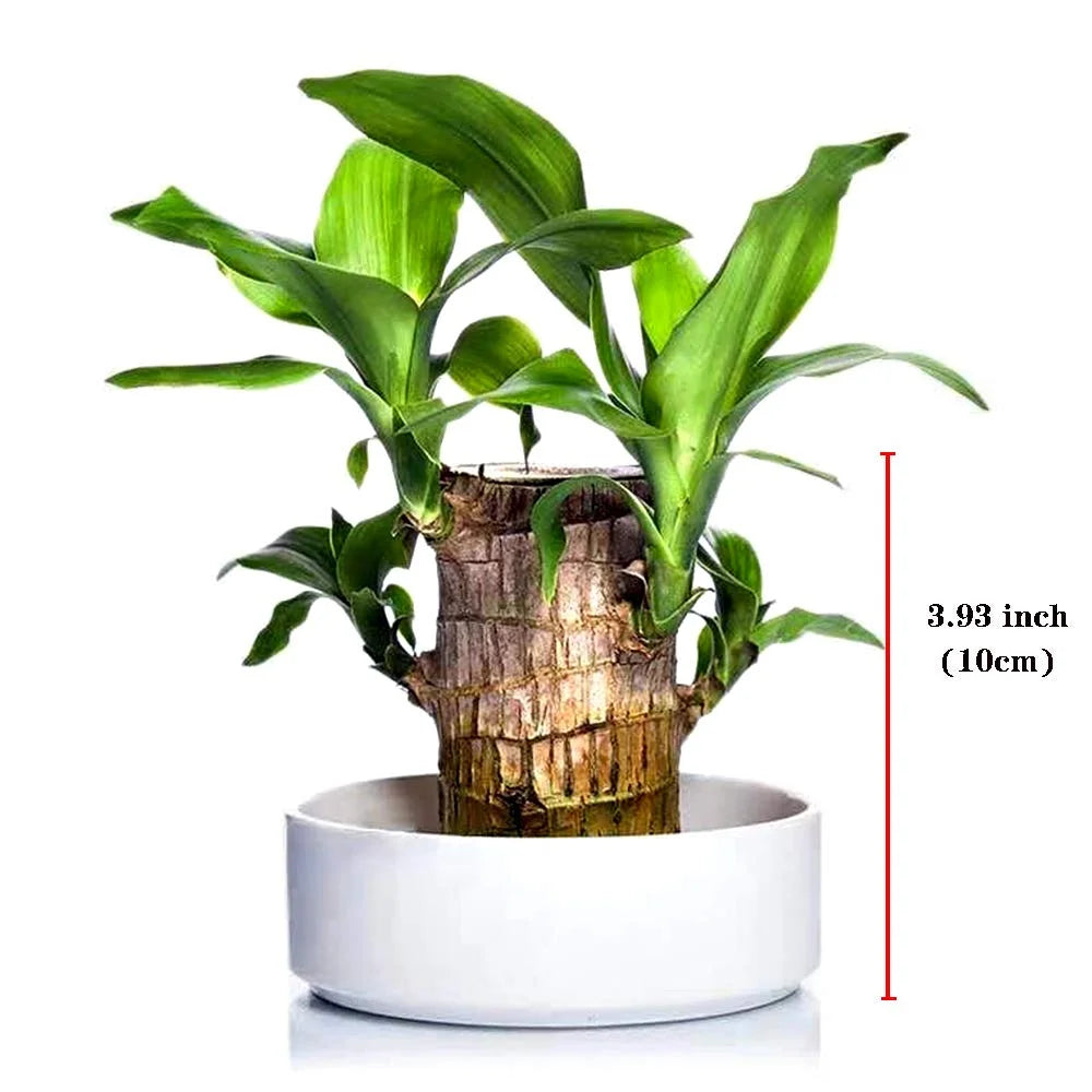 Wordudiy Brazilwood Hydroponic Plants Groot Lucky Wood Potted